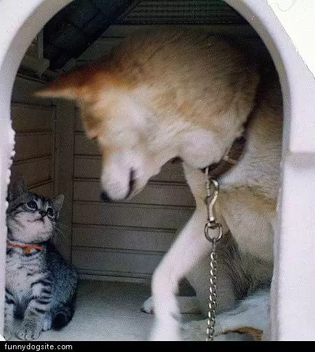Dog And Cat House