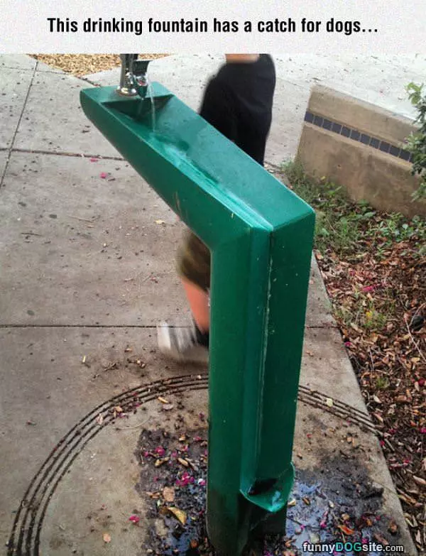 Doggy Drinking Fountain