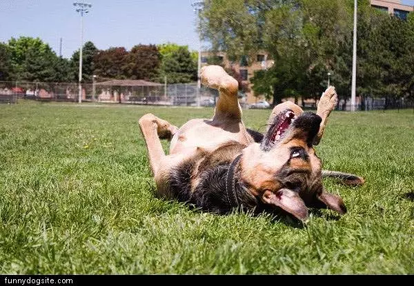 Dog Playing In Grass