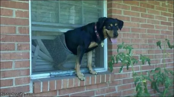 Dog Hanging Out The Window
