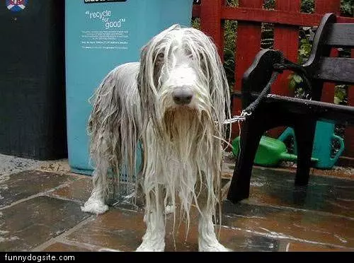Sopping Wet Dog