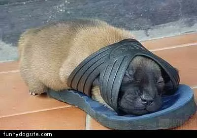 Pup In Sandle