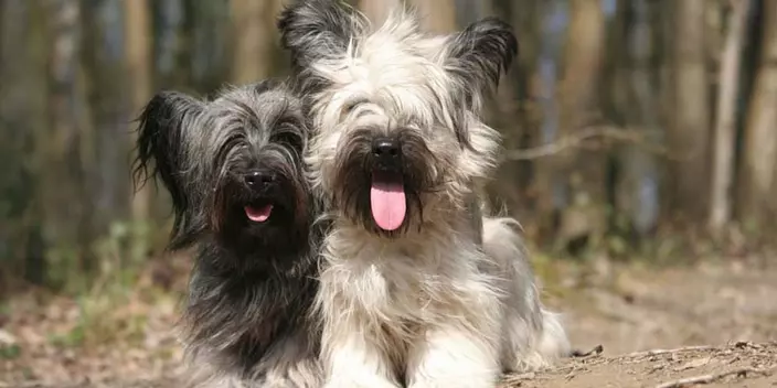 Skye Terrier puppies