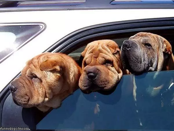 3 Funny Dogs