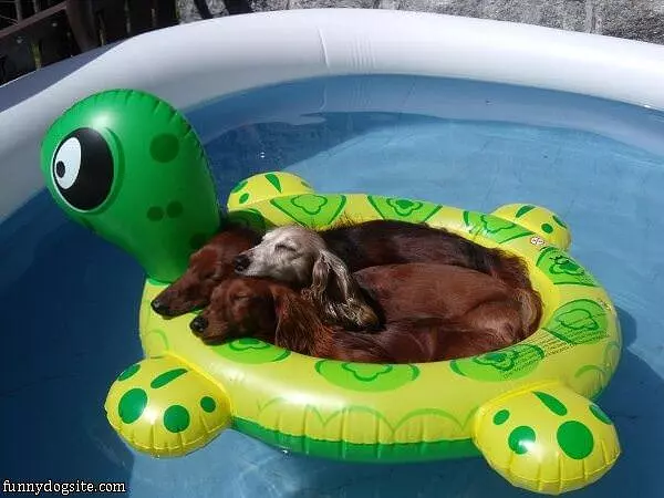 All Chillin In The Pool
