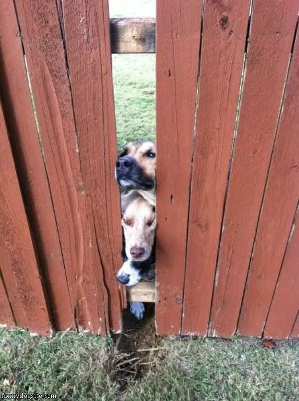 In The Fence