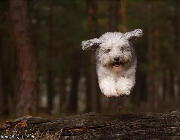 A Flying Fast Dog