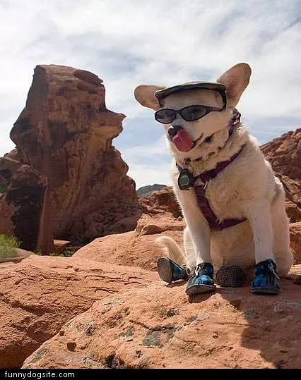 Hiker Dog