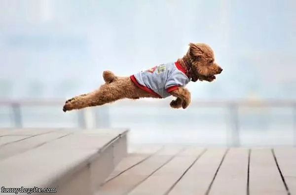 Epic Flying Dog