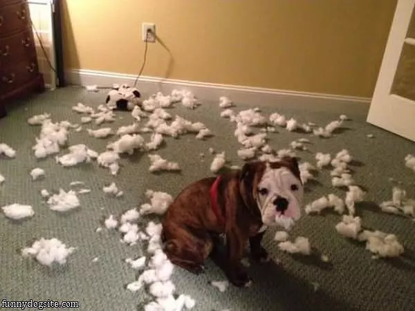 Dog Ate The Toy
