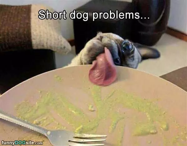 Short Dog Problems