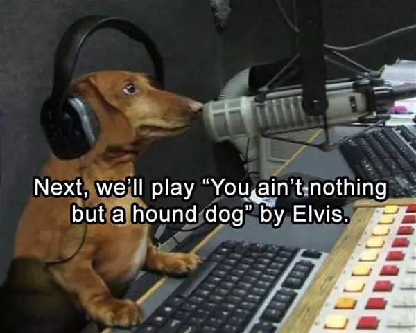 Hound Dog