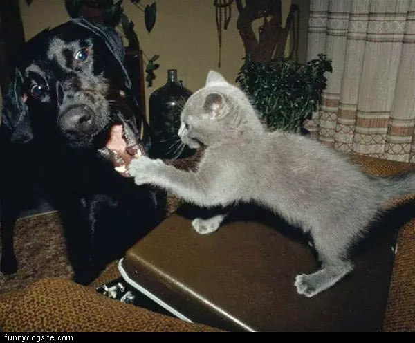 Attack Of The Cat