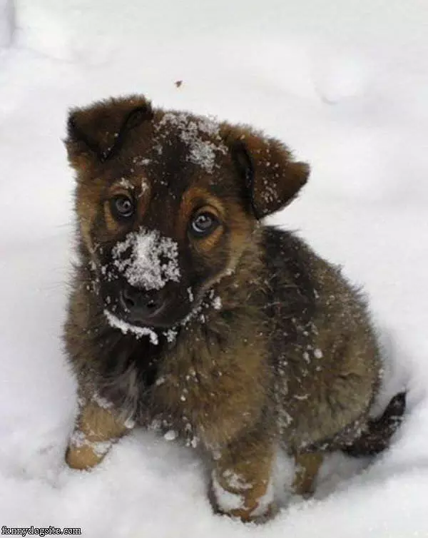 First Time In The Snow