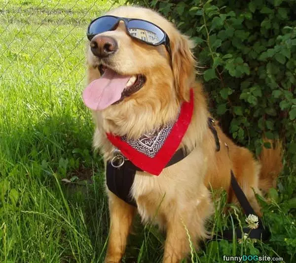 Cool Dog Ready For A Fun Day