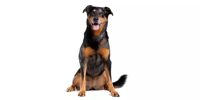black and brown Beauceron