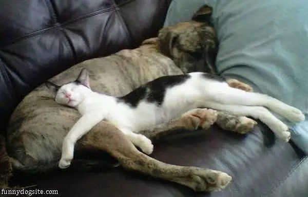 Dog And Cat Comfy