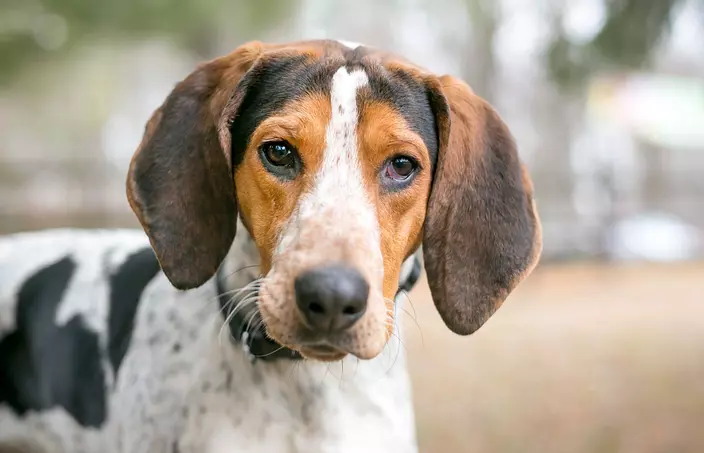 American English Coonhound ...