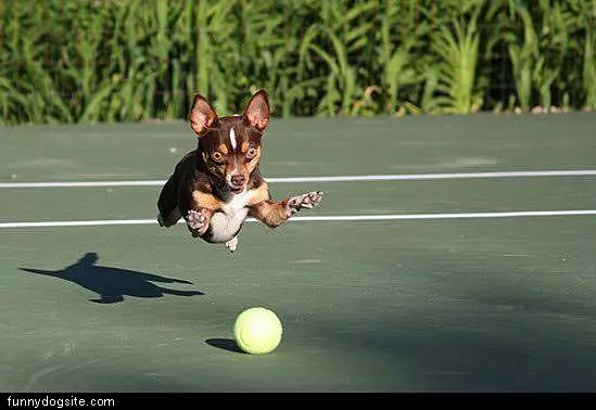 Dog Likes His Ball