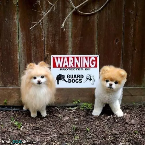 These Guard Dogs Are Serious