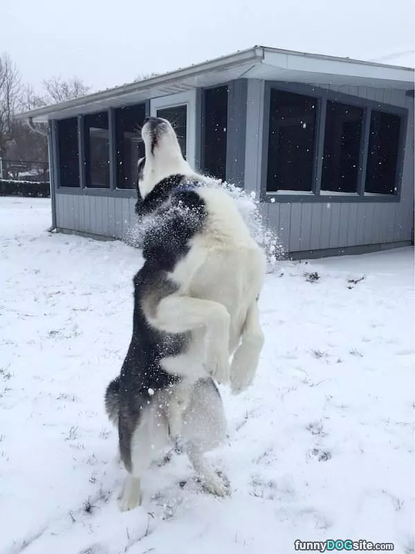Jumping For Snow