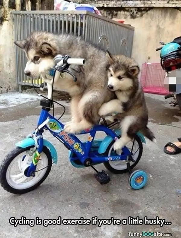 Husky Cycling