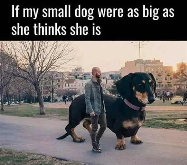 How Big My Dog Thinks She Is