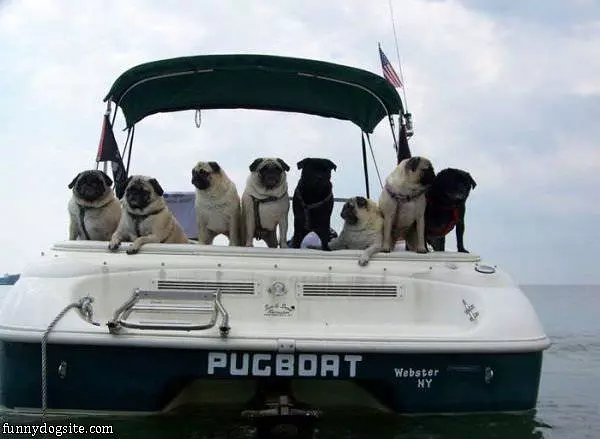 The Pug Boat