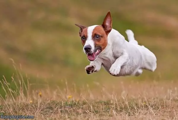 Flying Dog Is Flying