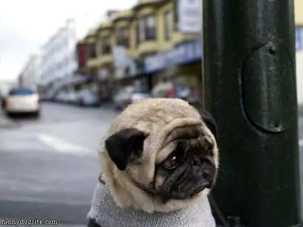 Sad Pug Is Sad