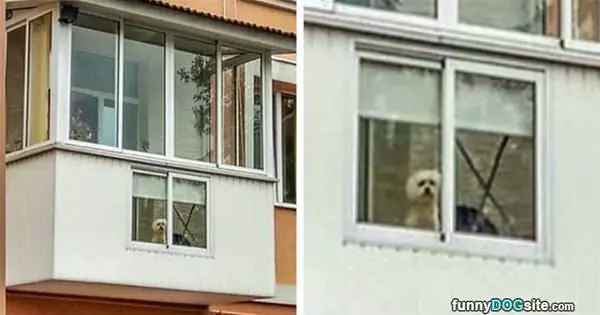 Dog Has His Own Window