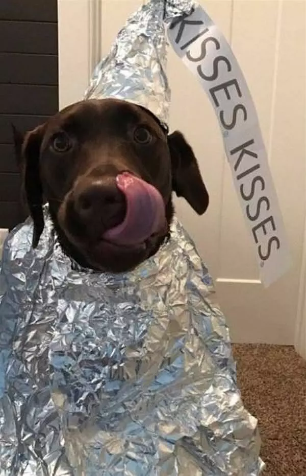 This Dog Has Kisses