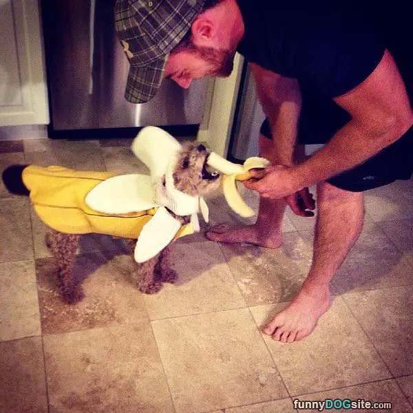 The Banana Dog