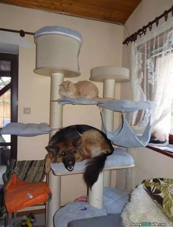 When The Dog Spends Too Much Time With The Cat