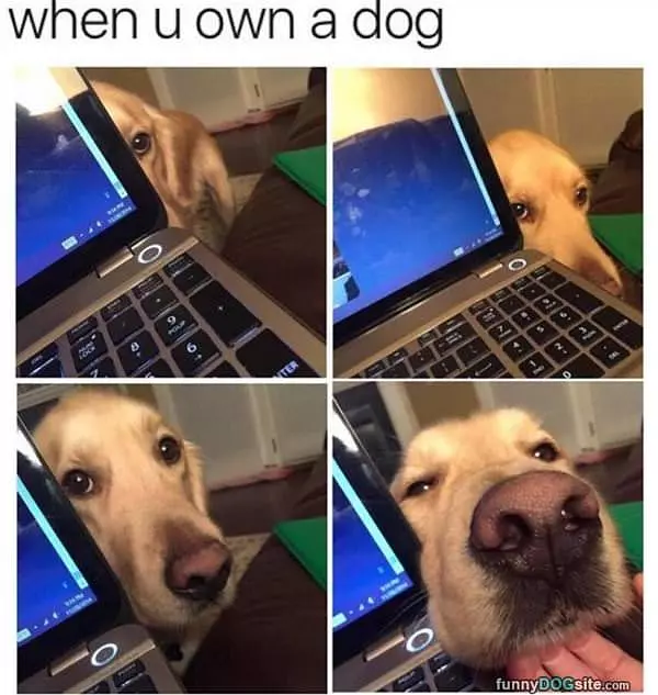 When You Own A Dog
