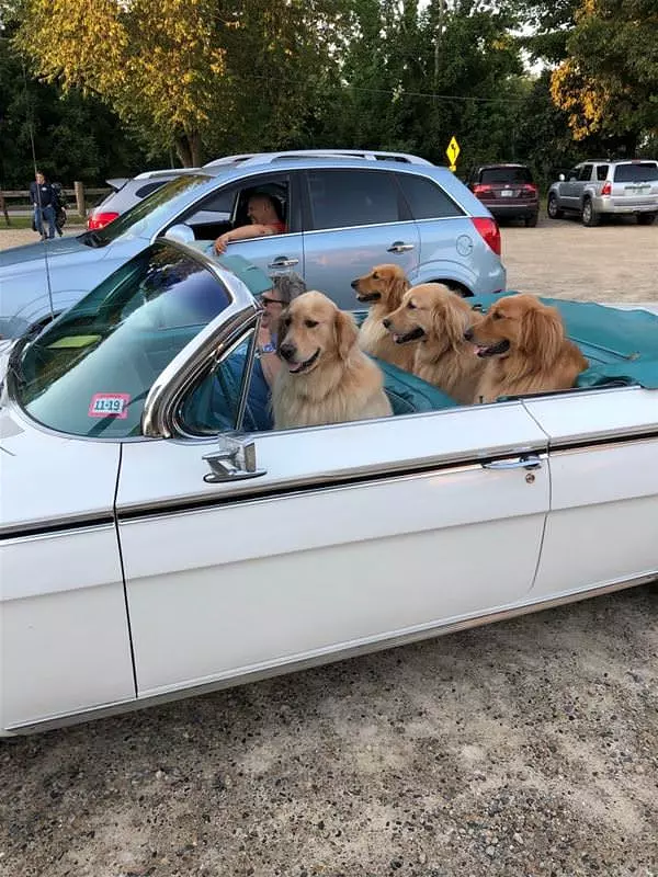 Dogs On The Road Again