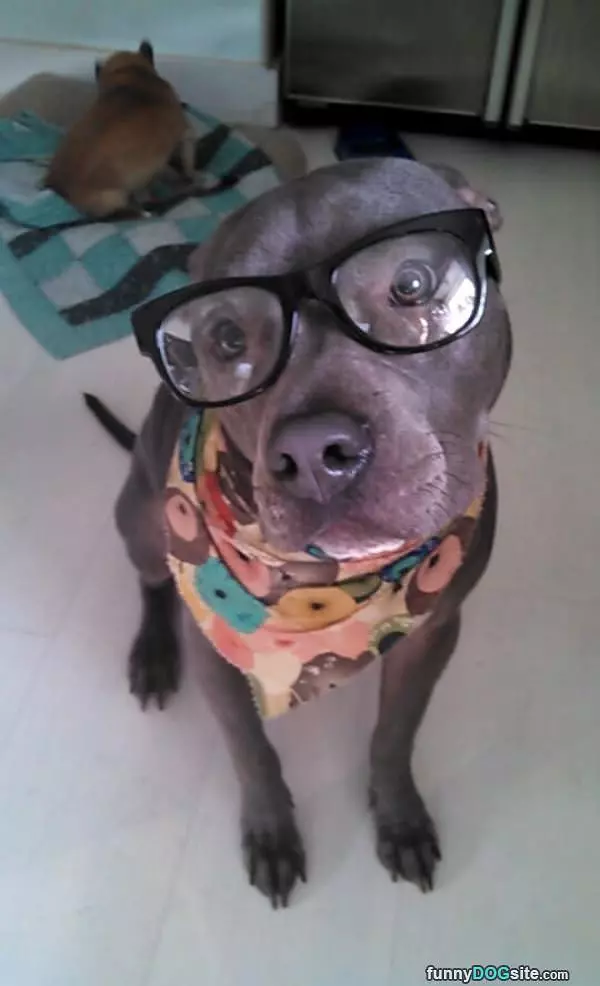 Very Studious Dog