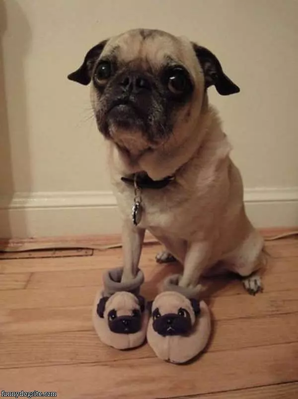 Pug Slippers