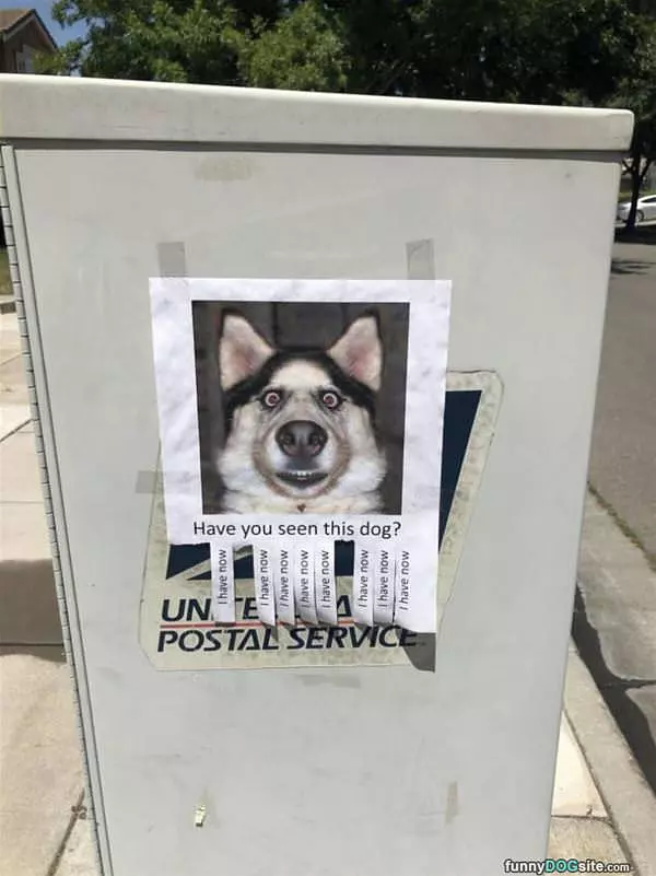 Have You Seen This Dog