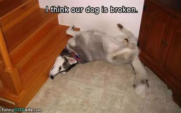 The Dog Is Broken