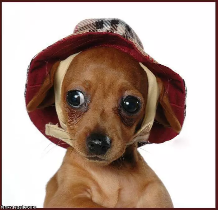 Cute Hat Dog