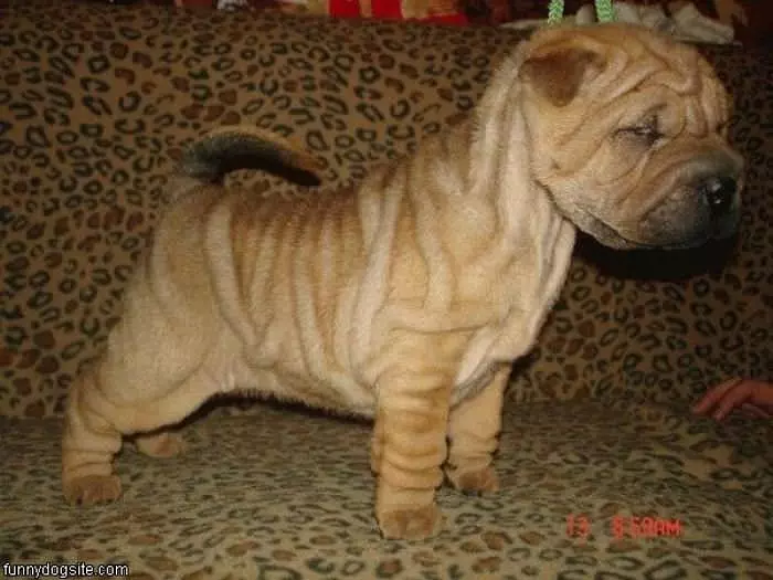 Wrinkly