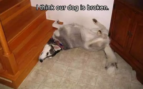 Is The Dog Broken
