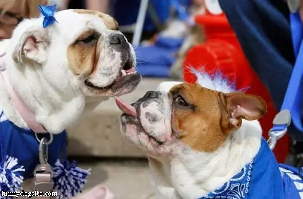 Funny Kiss Dogs
