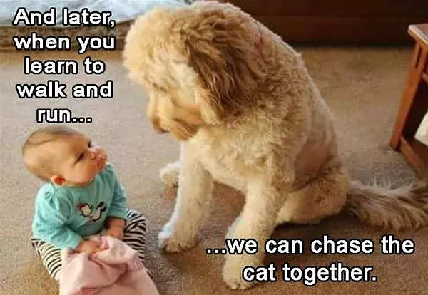 We Can Chase The Cat Together