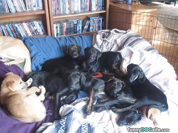 A Pile Of Puppies