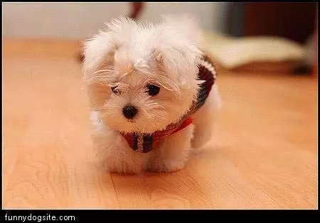 Tiny Dog