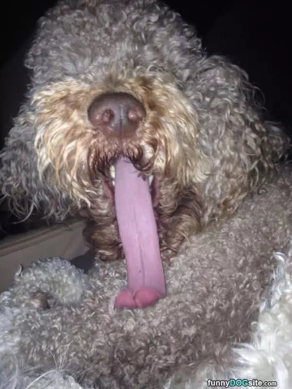 Super Long Tongue Dog
