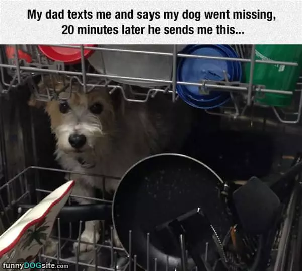 The Dog Went Missing