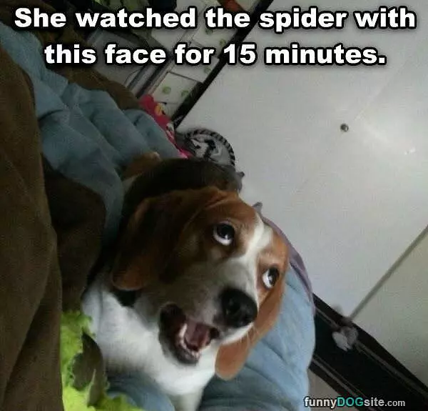 Watching That Spider